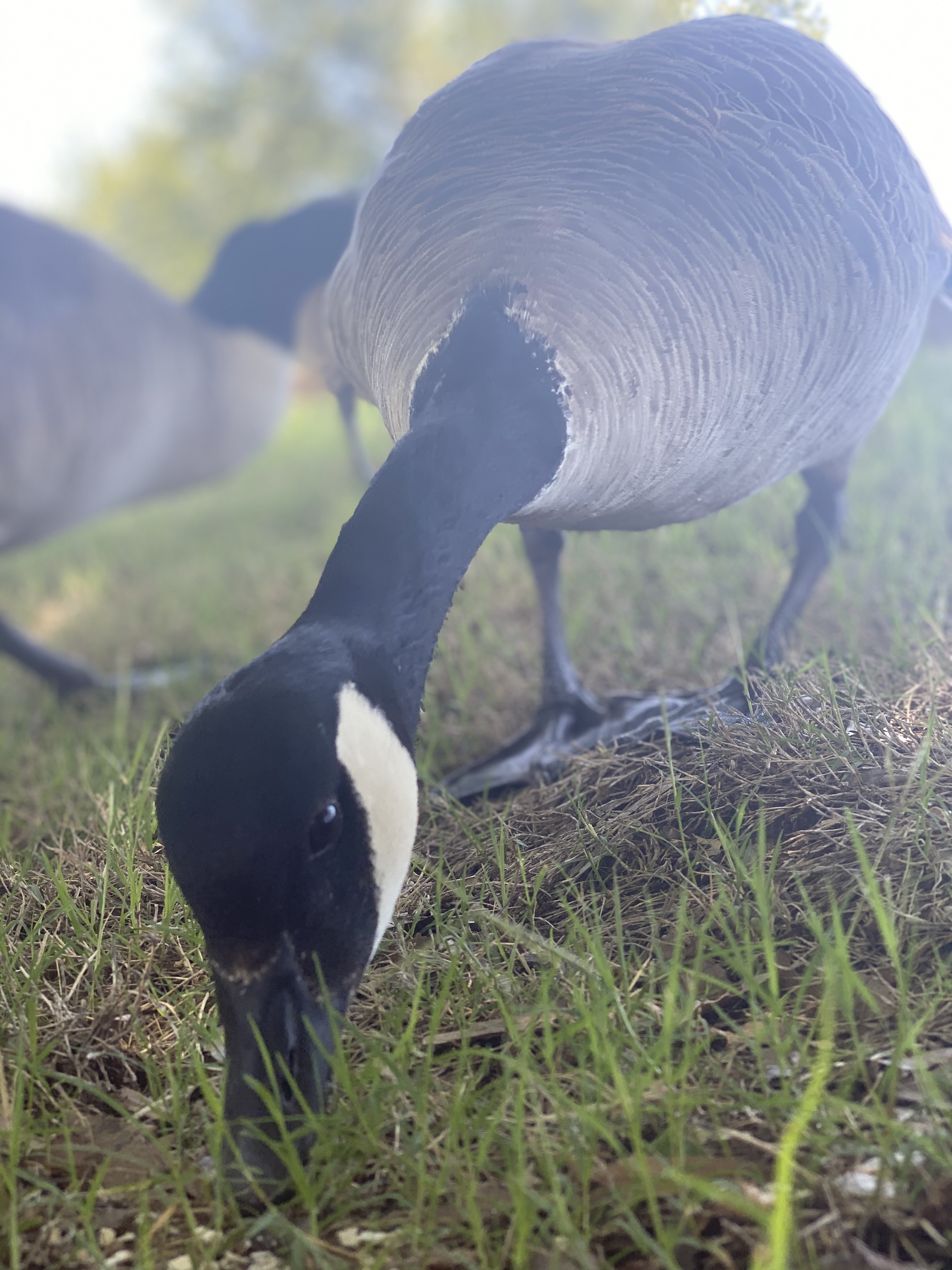 Canadian goose with eating grass.