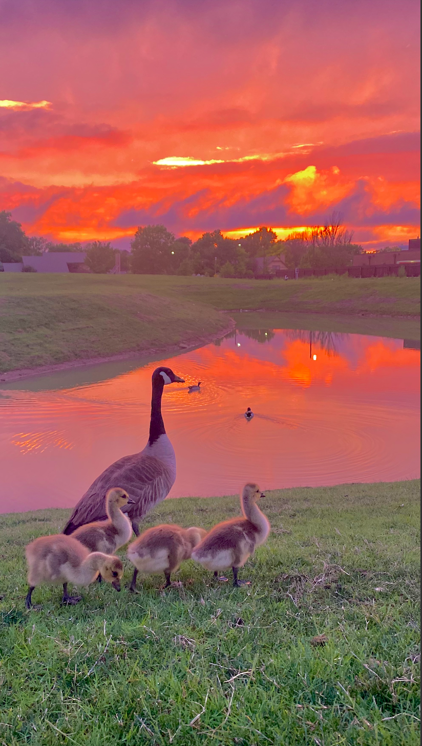 Geese against red sunset.